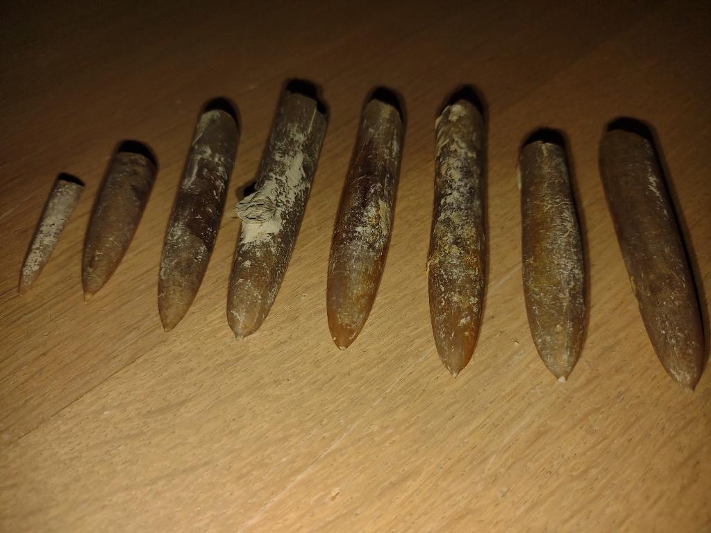 Belemnieten uit steengroeve Misburg noord (Teutonia), Ophalen of Verzenden, Fossiel