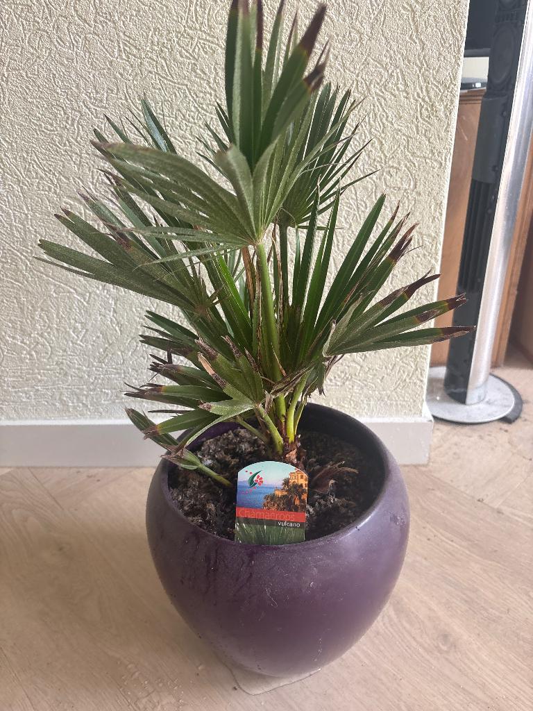 Palm minipalm, Volle zon, Vaste plant, Bloeit niet, Ophalen