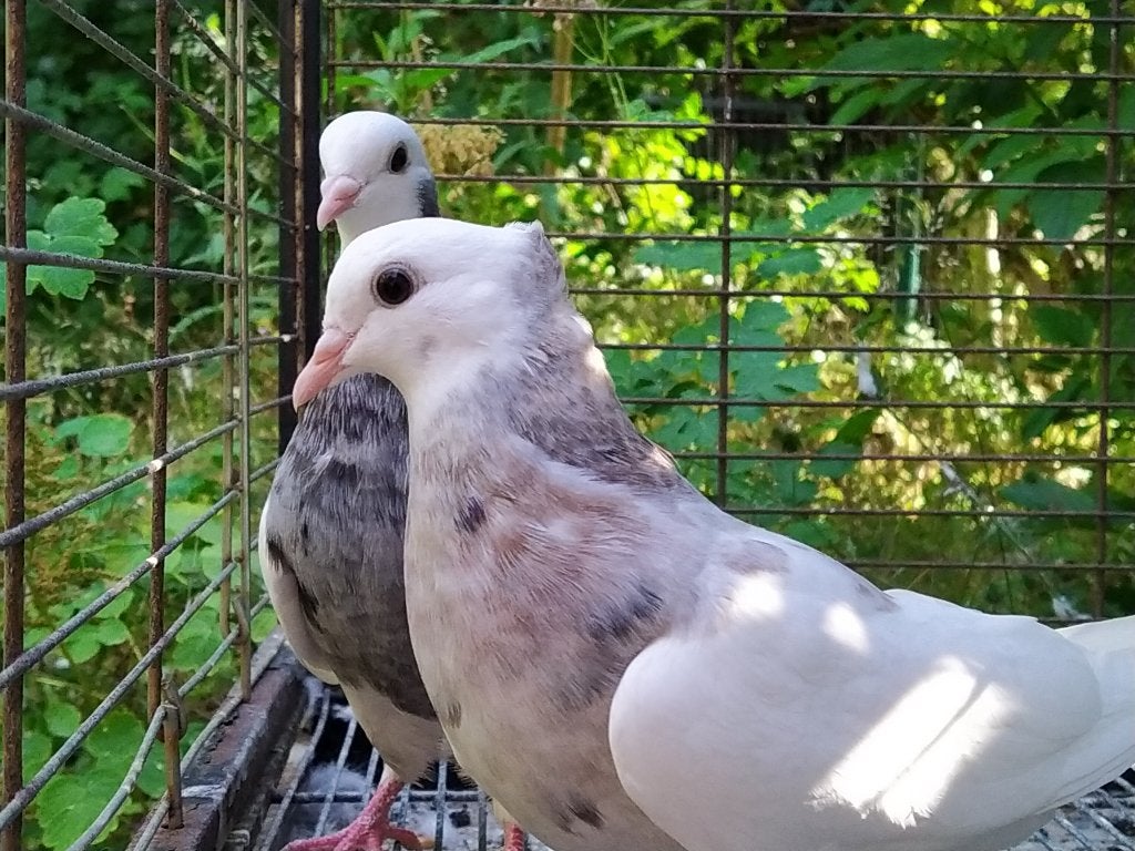 Perzische/Iraanse hoogvlieger duiven (Toghi Soroor)8 stukken, Meerdere dieren, Tuimelaar of Roller