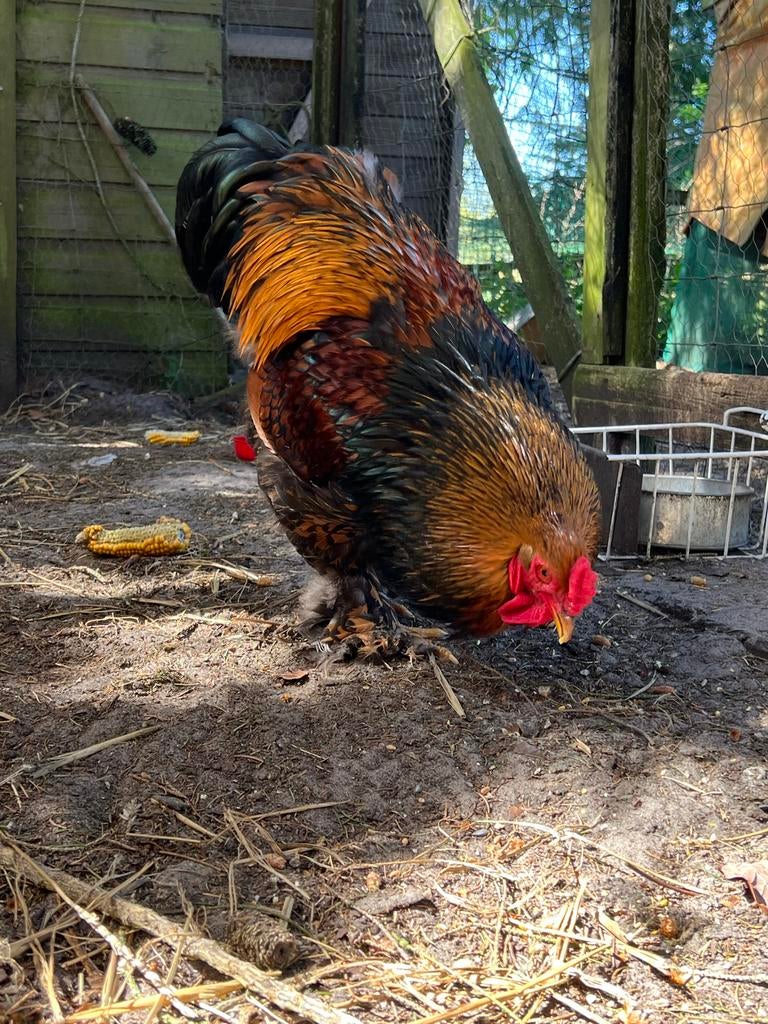 Brahma Haan Goud Zwart Gezoomd., Mannelijk, Kip