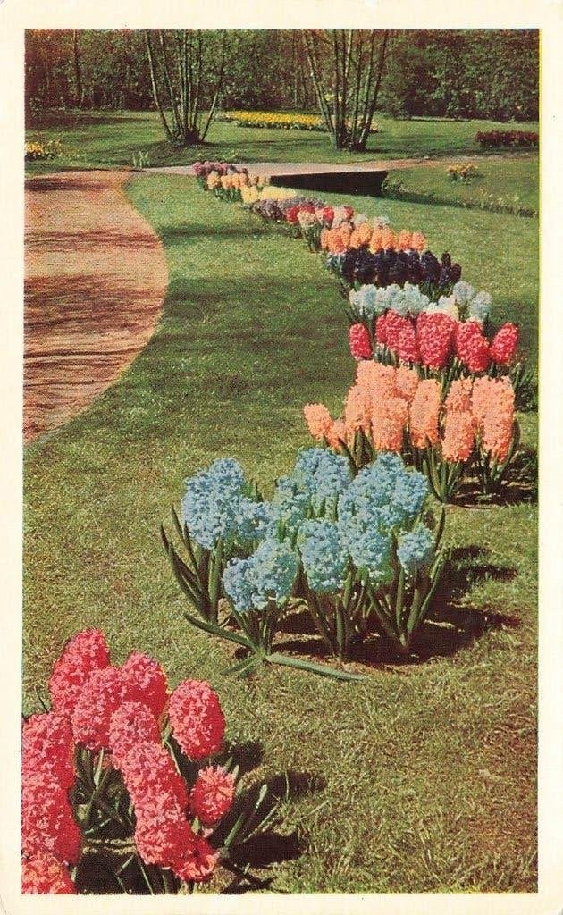 Keukenhof, Lisse, Ophalen of Verzenden, 1940 tot 1960, Gelopen, Zuid-Holland