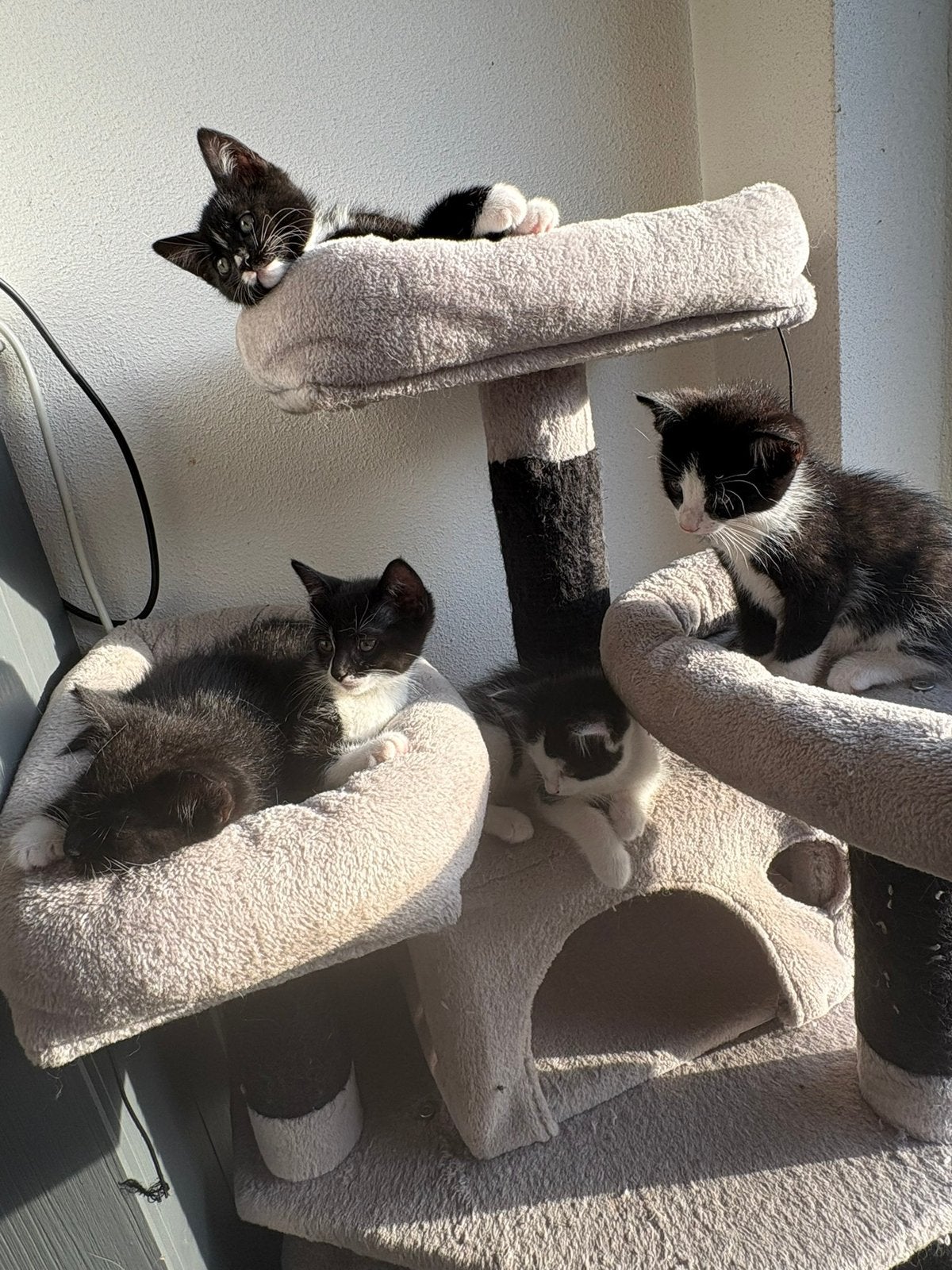 Lieve kittens, Dieren en Toebehoren, Katten en Kittens | Overige Katten, Meerdere dieren, Kortharig, 0 tot 2 jaar