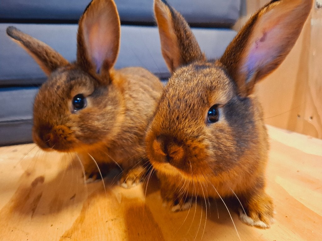 Jonge Rex x Tan konijntjes, Mannelijk, Klein, 0 tot 2 jaar