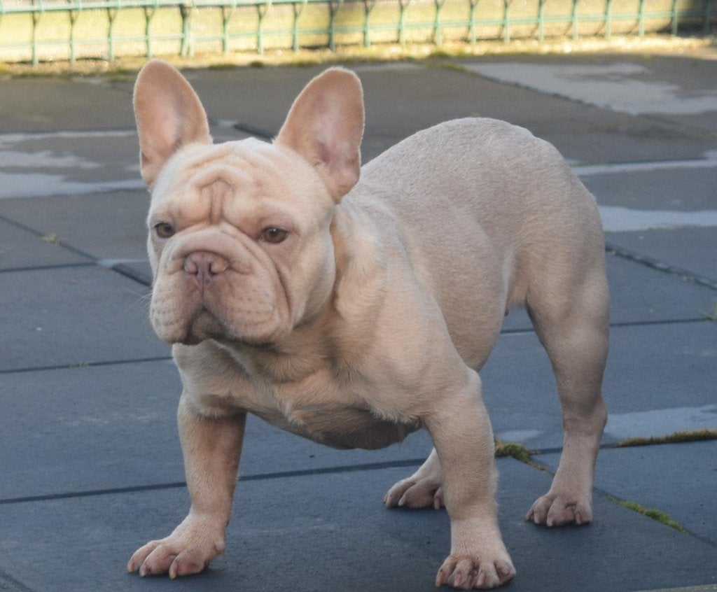 Franse Bulldog-teefje, Teef, Bulldog, Eén hond, CDV (hondenziekte)
