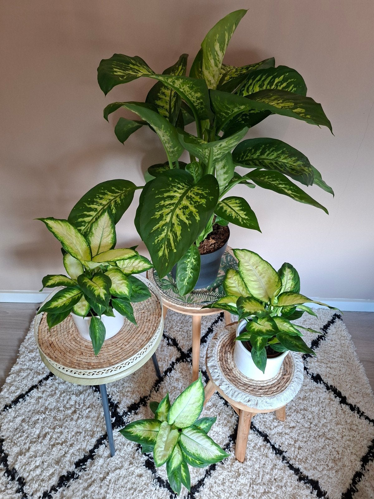 Dieffenbachia Kamerplanten, Ophalen, 100 tot 150 cm, Overige soorten, Halfschaduw
