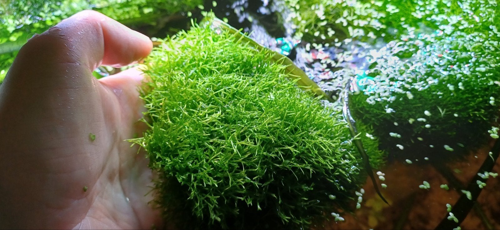 Aquariumplant, watervorkje, Dieren en Toebehoren, Ophalen, Plant(en), Steen of Hout