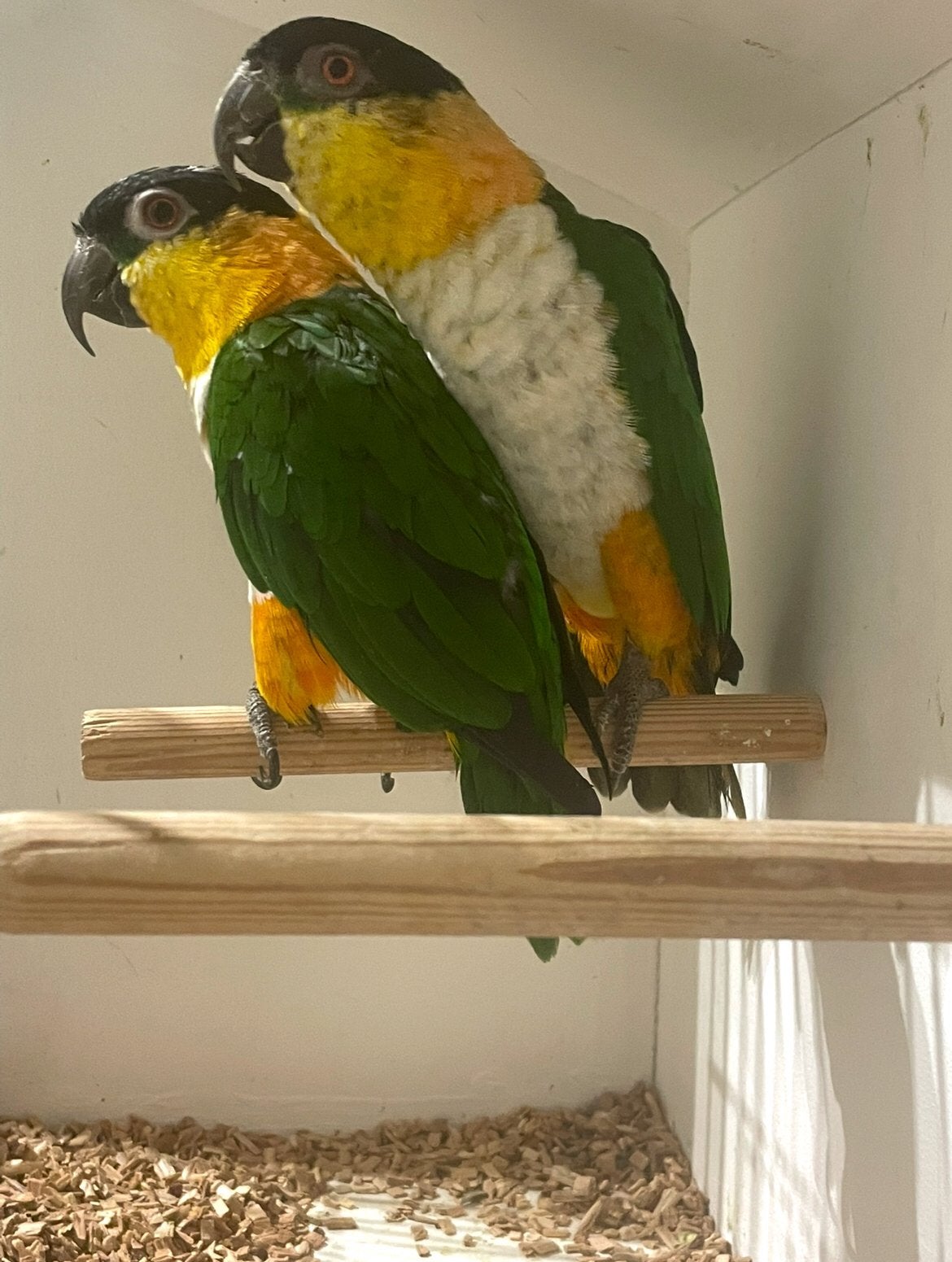 Zwartkop caiques koppel, Meerdere dieren, Papegaai, Pratend