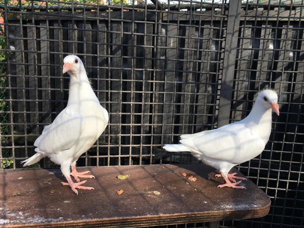 Kleurpostduiven, duiven, postduiven, Dieren en Toebehoren, Vogels | Duiven, Meerdere dieren, Postduif
