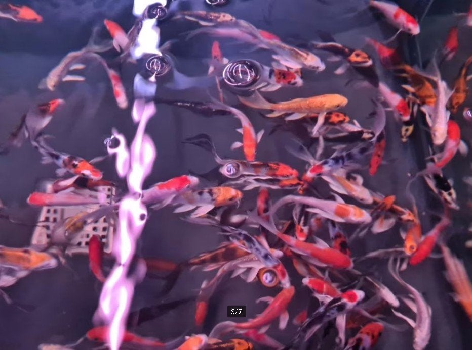 Import HQ Butterfly koi / Vlinderkoi 12 / 14 cm Koidreams, Dieren en Toebehoren, Karper of Koi