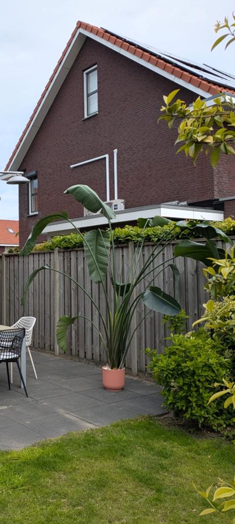 Strelitzia in pot met watersysteem, Ophalen, In pot, Halfschaduw, 200 cm of meer