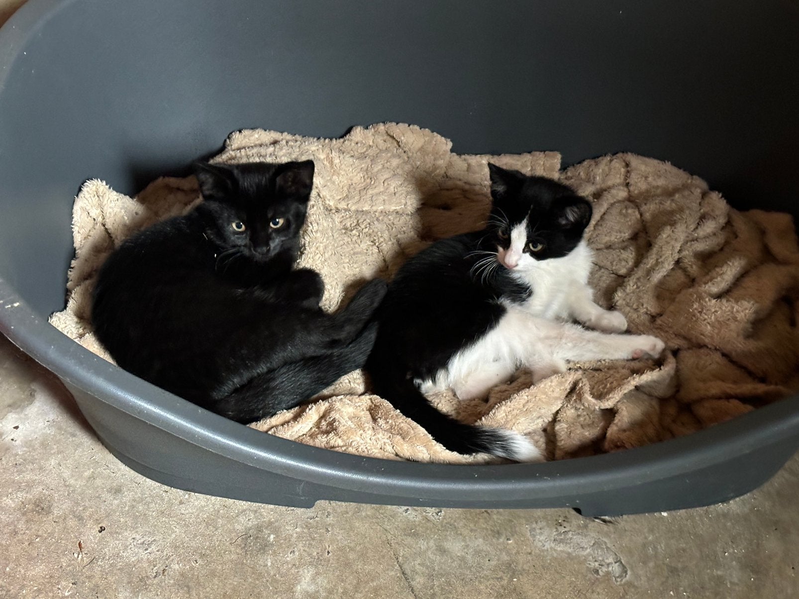 Boerderij kittens, Dieren en Toebehoren, Kater