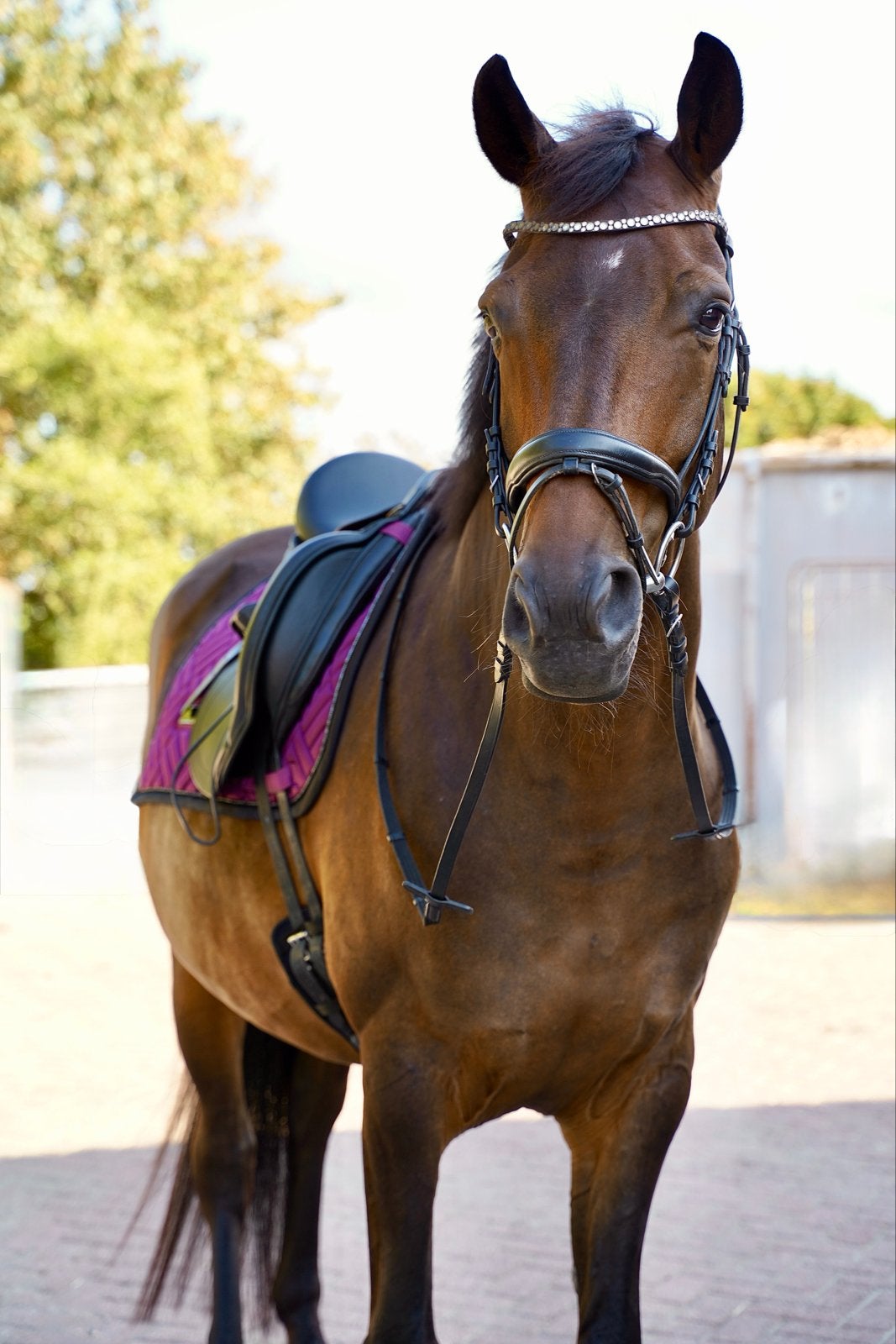 Knappe 9 jarige Westfalen ruin - dressuurgefokt, Dieren en Toebehoren, Ruin, Dressuurpaard, Met stamboom, 7 tot 10 jaar