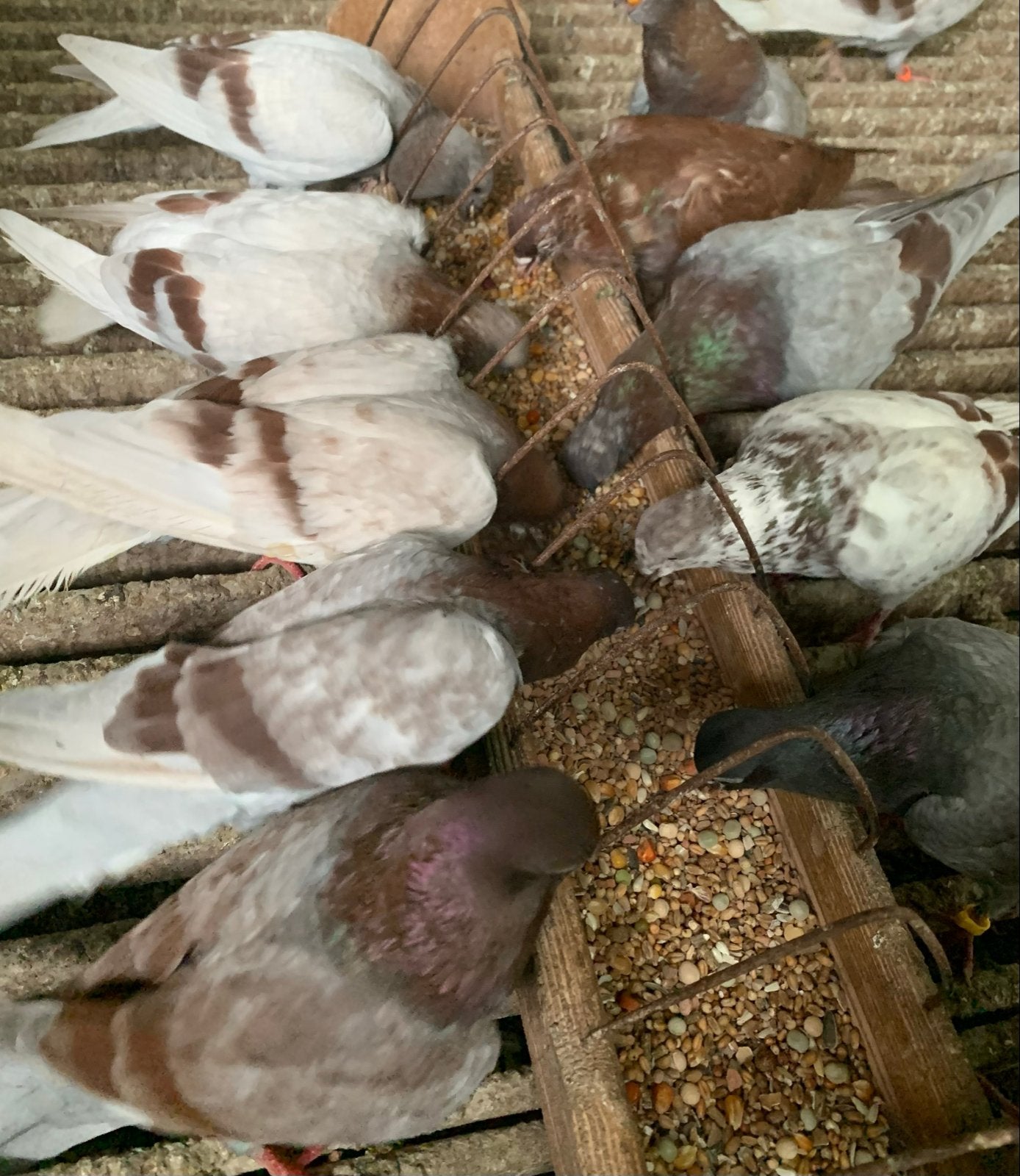 Wener Hoogvliegers Vliegtype!, Dieren en Toebehoren, Meerdere dieren, Tuimelaar of Roller