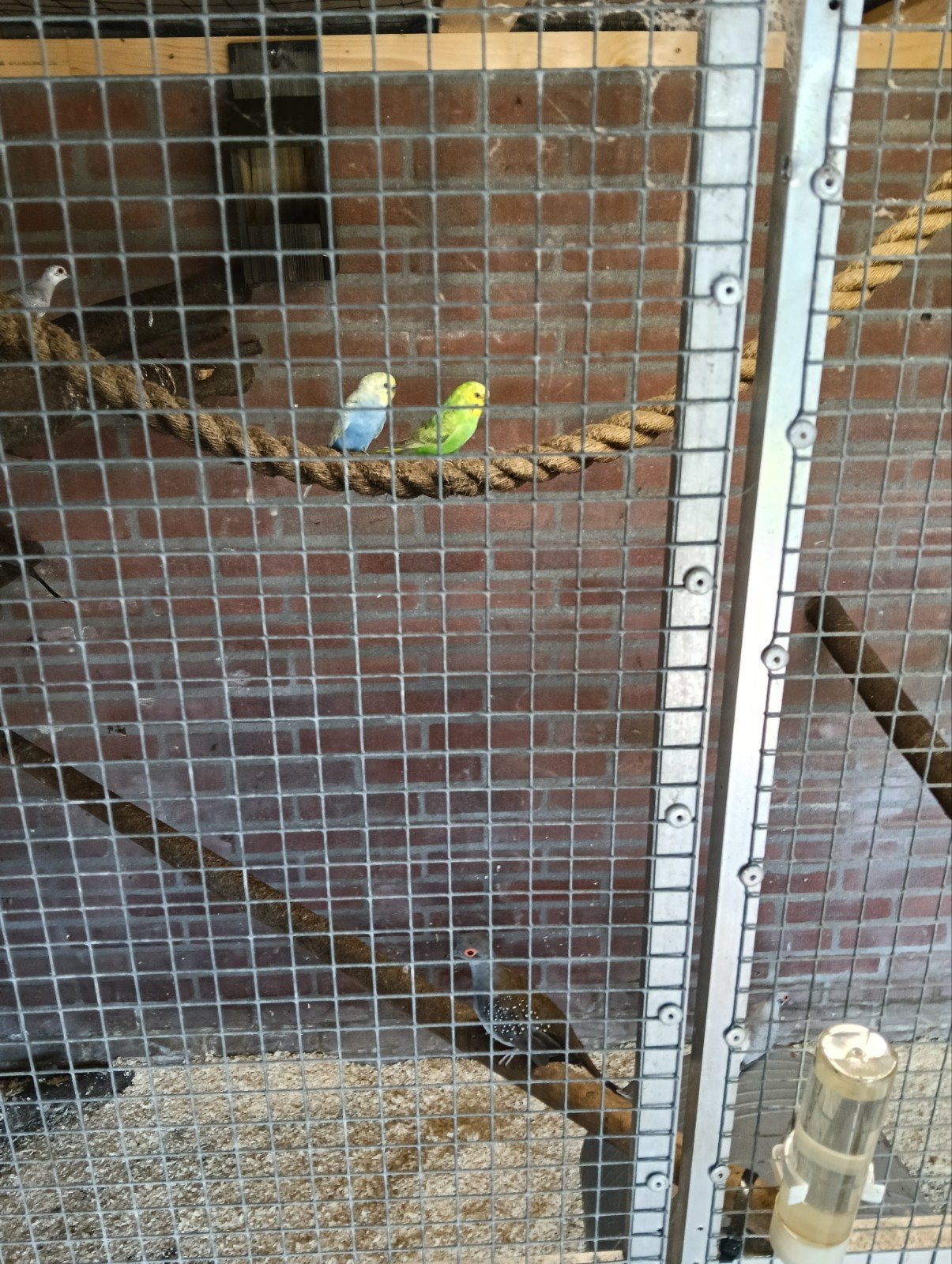 koppel grasparkieten, Meerdere dieren, Parkiet