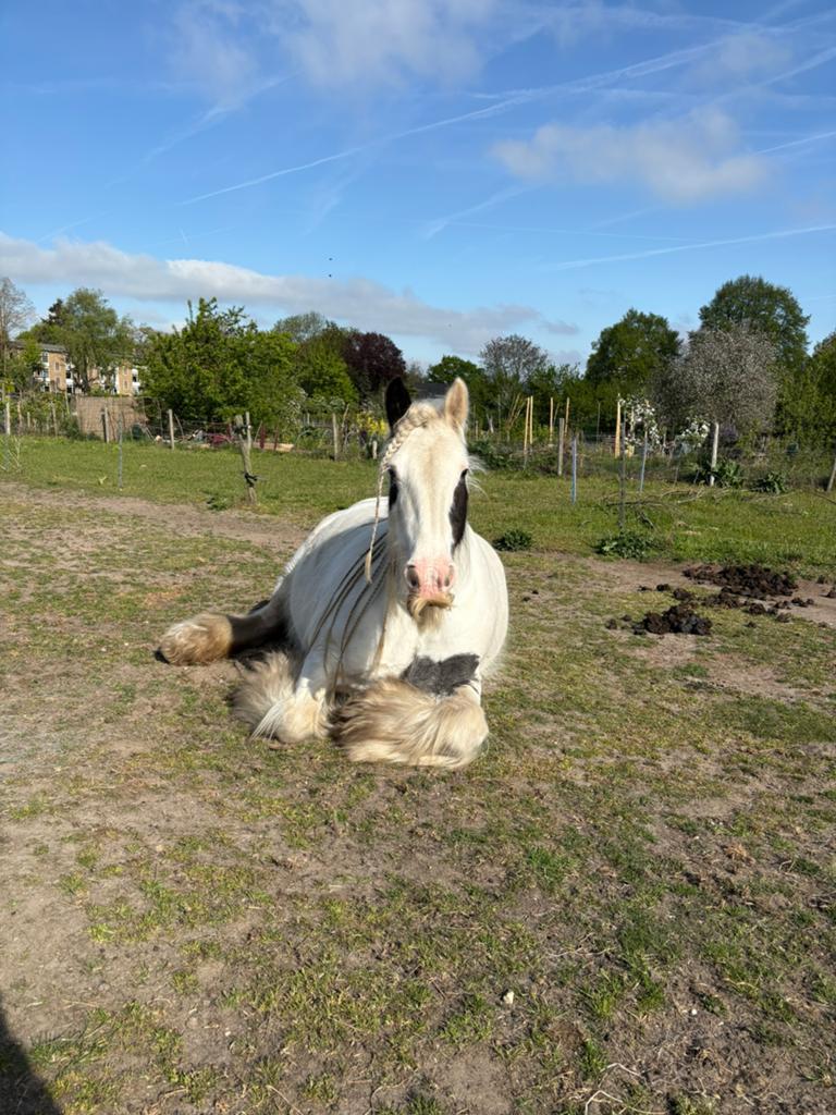 24/7 buiten stalling gezocht voor een lieve Tinker