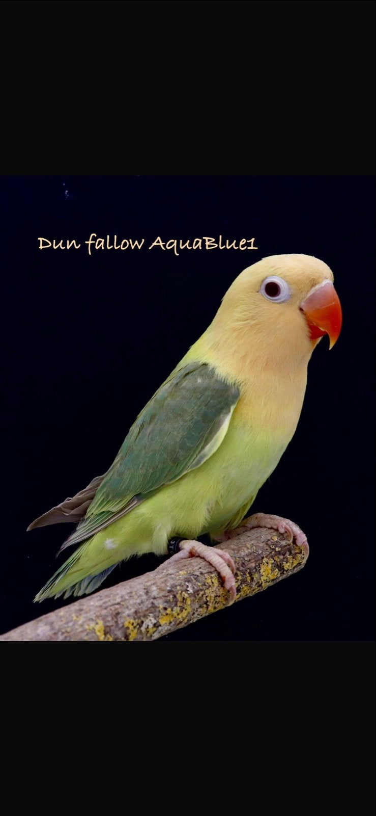Dun fallow aquableu 1 fischeri, Dieren en Toebehoren, Vogels | Overige Vogels, Meerdere dieren