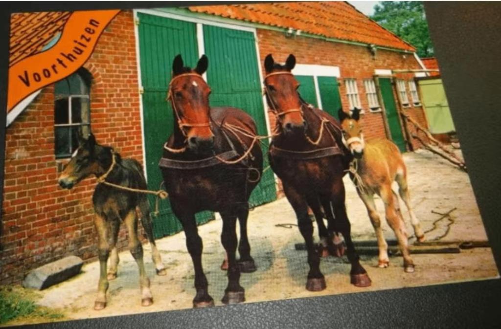 Paarden - Voorthuizen - Kwartet, Verzenden, 1980 tot heden, Gelopen, Paard
