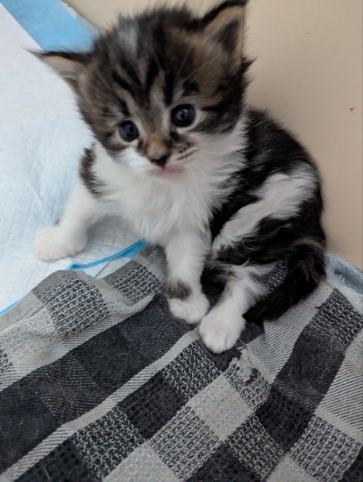 Maine Coon, Main Coon kittens, Dieren en Toebehoren