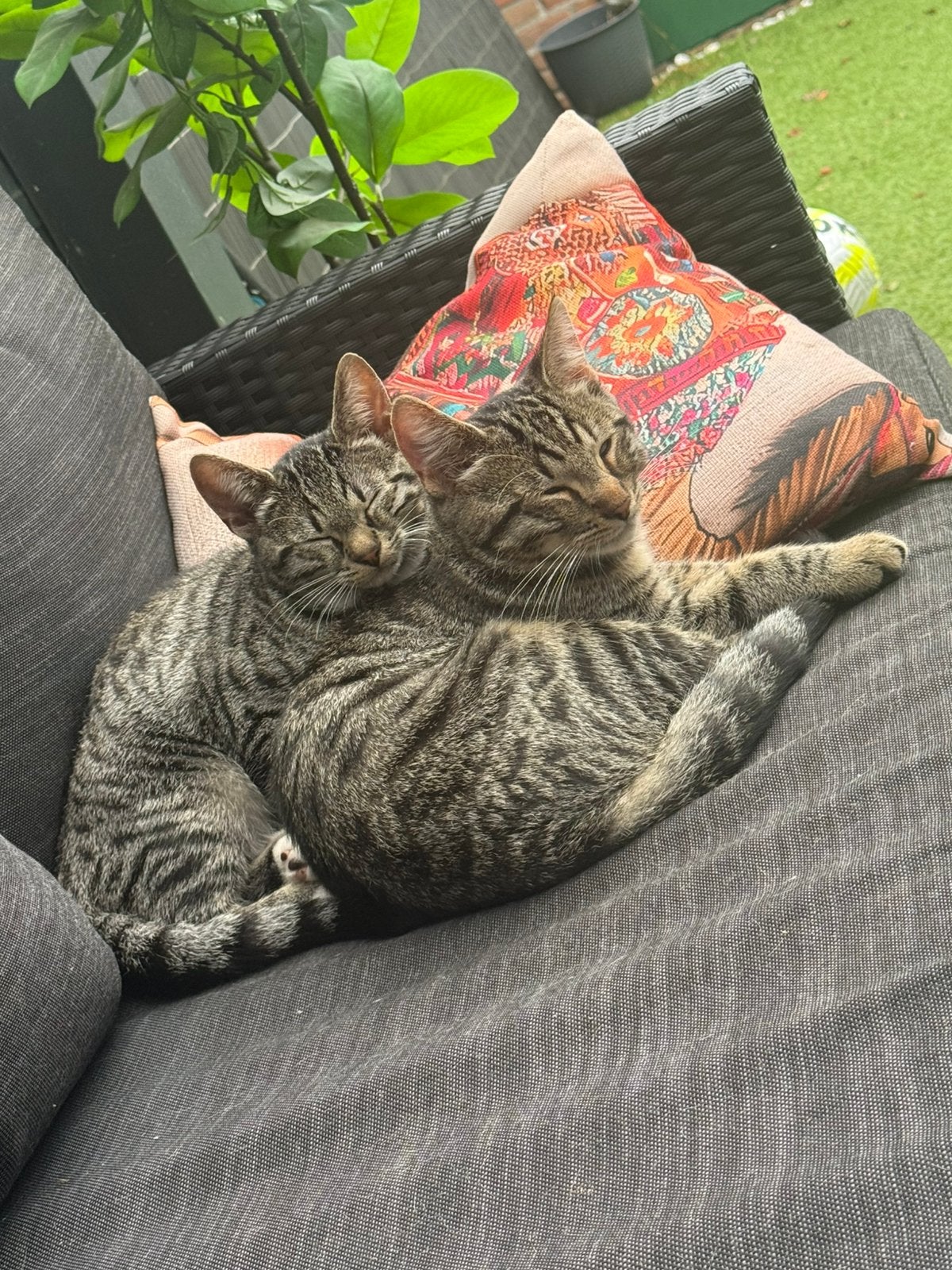 Kittens zusje en broertje  gratis incl spullen, Poes
