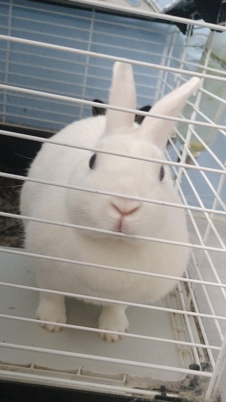 Twee lieve en grappige konijnen, Dieren en Toebehoren, December, Vrouwelijk, Overige typen, Tam