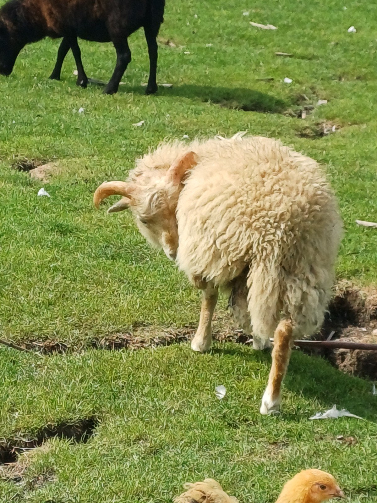 oussant ram te huur, Dieren en Toebehoren, Meerdere dieren, Schaap