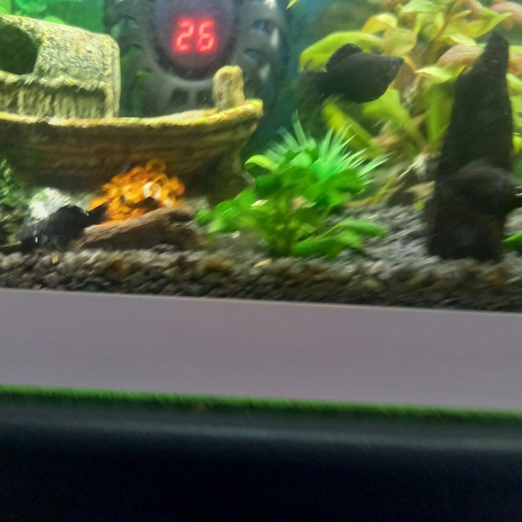 Black mollys , kleur  zwart en ballon moleys, Dieren en Toebehoren, Vissen | Aquariumvissen, Overige typen, Zoetwatervis