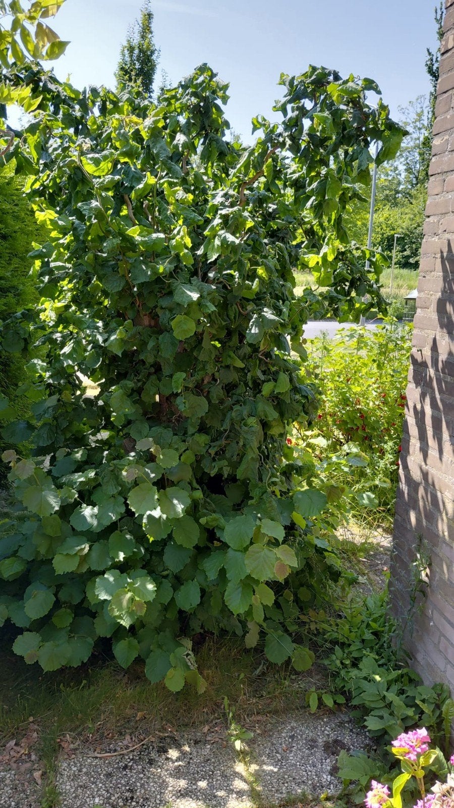 Gratis af te halen: Gezonde Hazelaar, Tuin en Terras, Planten | Struiken en Hagen, Struik, Overige soorten, 250 cm of meer, Ophalen