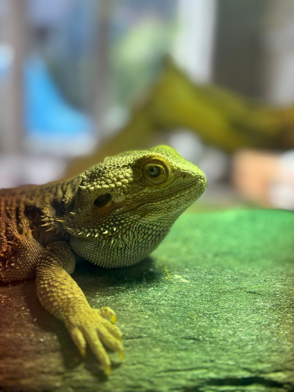Lieve baardagaam Bearded Dragon photo 3