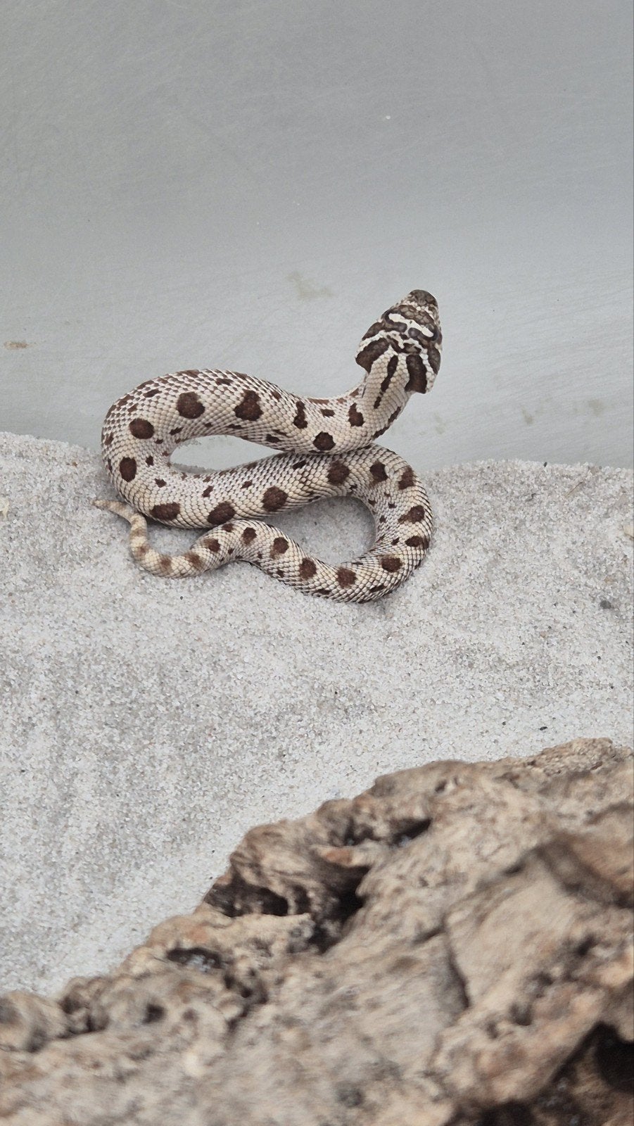Haakneusslang het toffee Hognose Snake photo 2