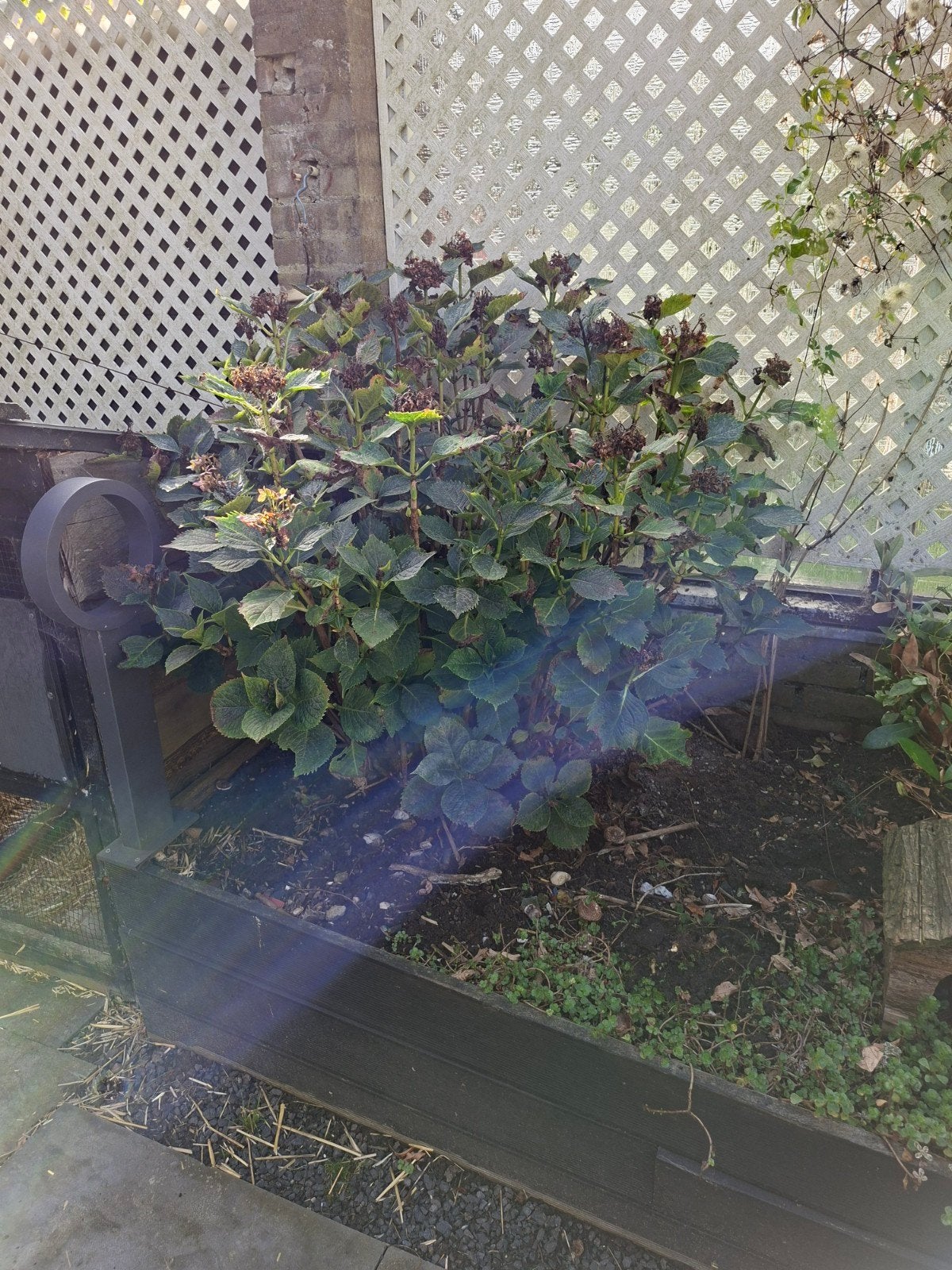 grote hortensia, Tuin en Terras, Overige soorten, 100 tot 250 cm, Zomer, Ophalen
