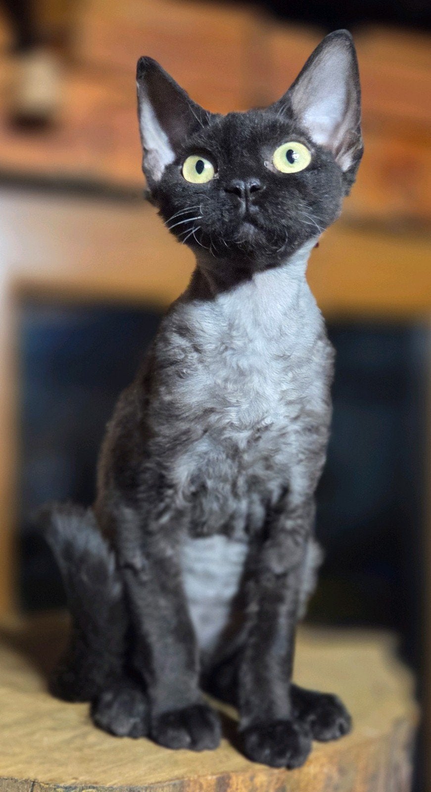 Devon Rex kittens 1600E, Dieren en Toebehoren, Meerdere dieren, Gechipt, 0 tot 2 jaar