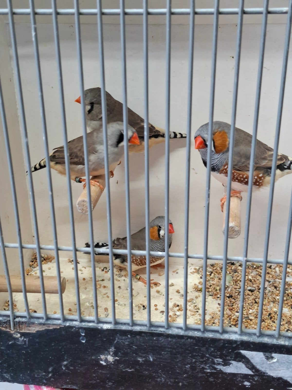 2 koppels grijze zebravinken xl, Meerdere dieren