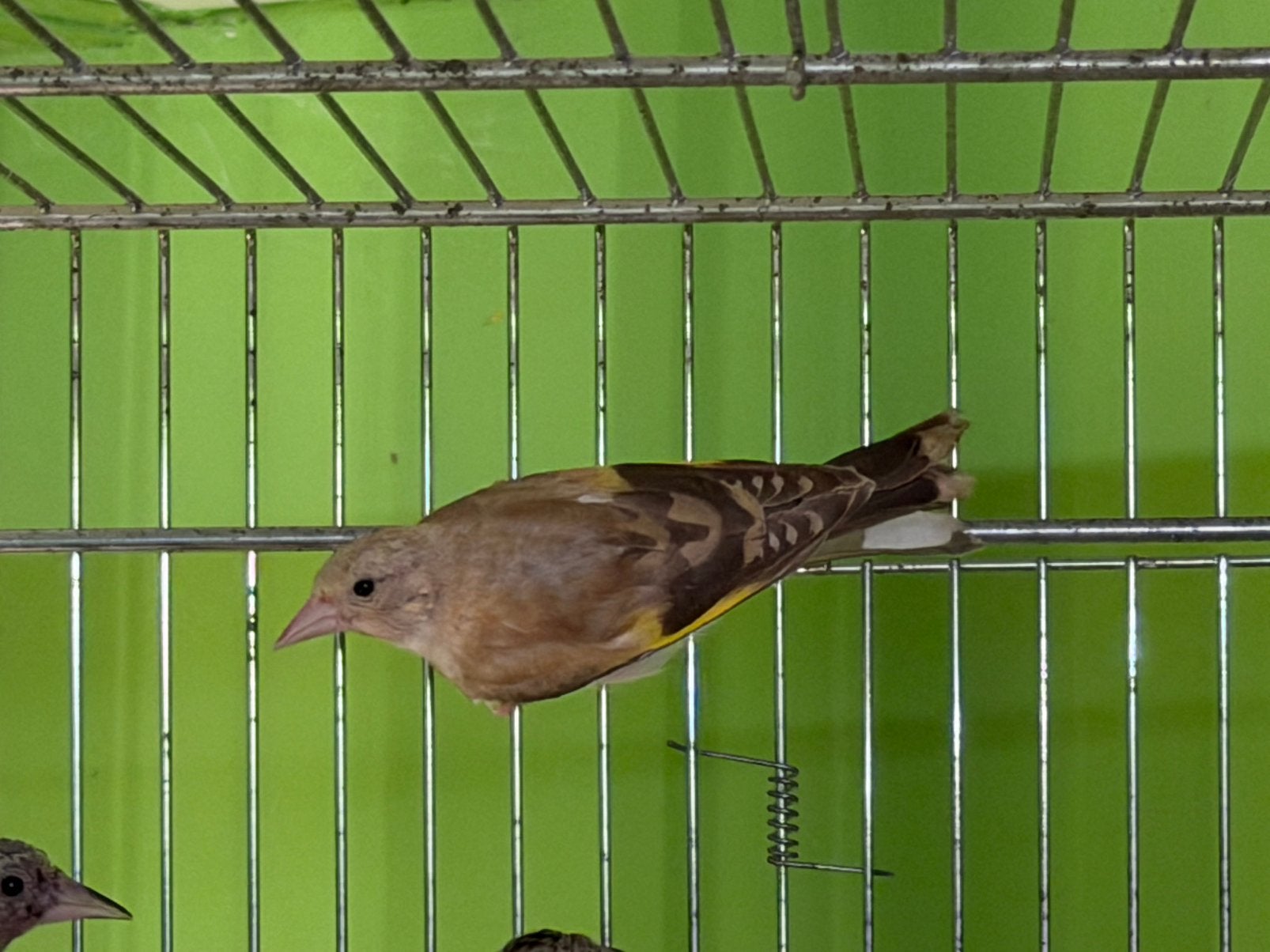 Kleine putter bruin parva putter 2026, Dieren en Toebehoren, Mannelijk, Wildzangvogel, Geringd