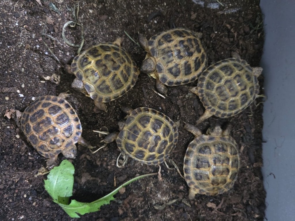 vierteenschildpad nakweek 2025 (dus al goede start gehad), Schildpad, 0 tot 2 jaar