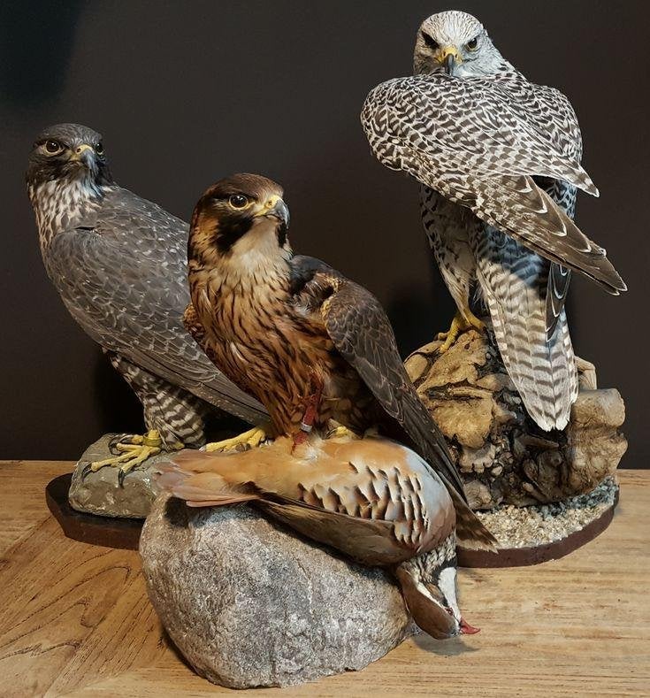 GEVRAAGD: opgezette dieren, Ophalen of Verzenden, Zo goed als nieuw, Overige soorten, Opgezet dier