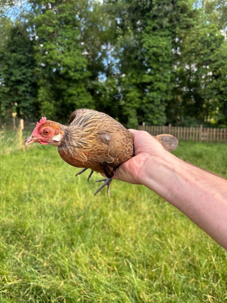 Hollandse kriel patrijskleur, Dieren en Toebehoren, Pluimvee, Meerdere dieren, Kip