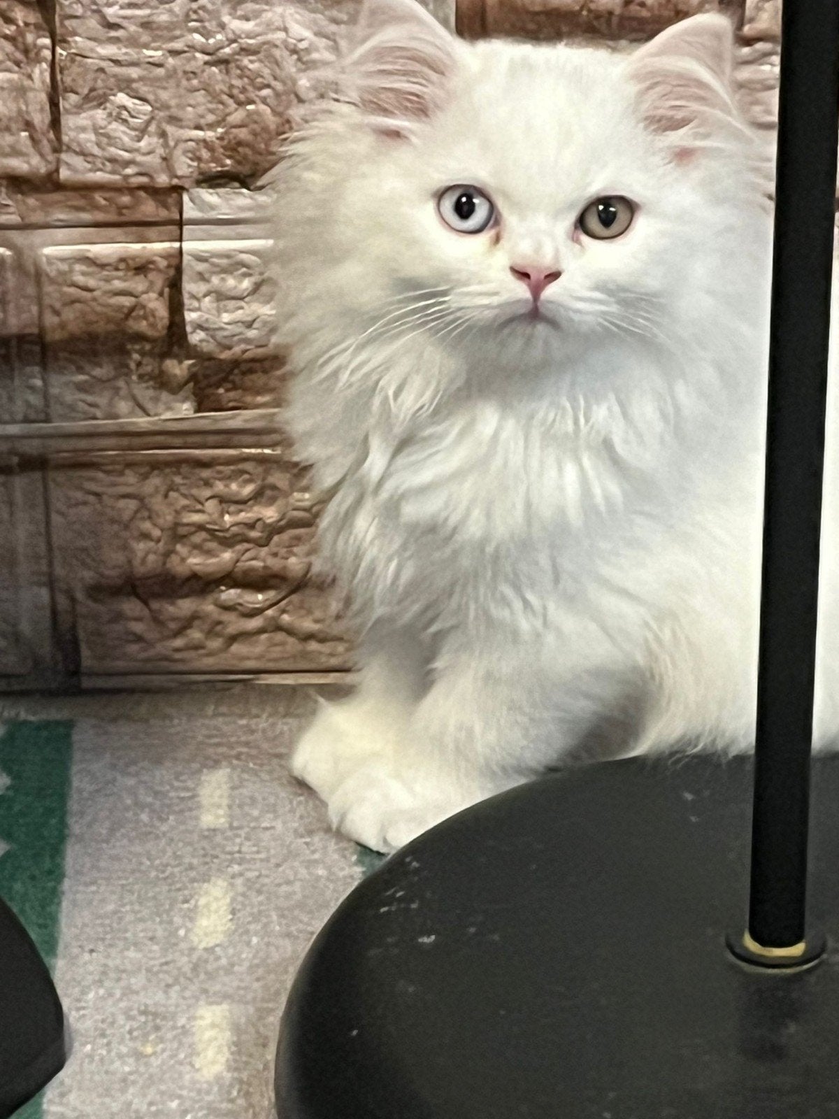 Bijzondere, Prachtige Britse Korthaar Kittens, Meerdere dieren, Ontwormd, 0 tot 2 jaar
