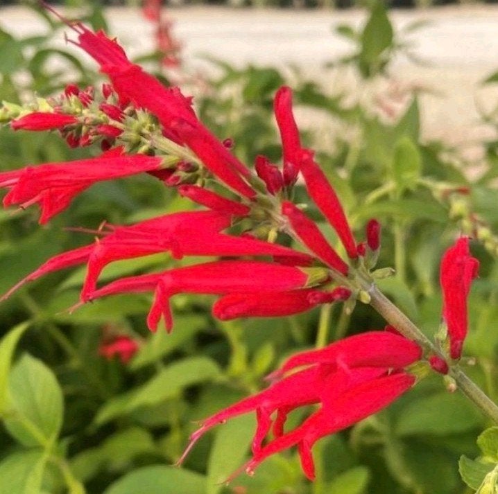 Ananassalie, Salvia elegans  (S. rutilans), Ophalen of Verzenden, Overige soorten, Halfschaduw