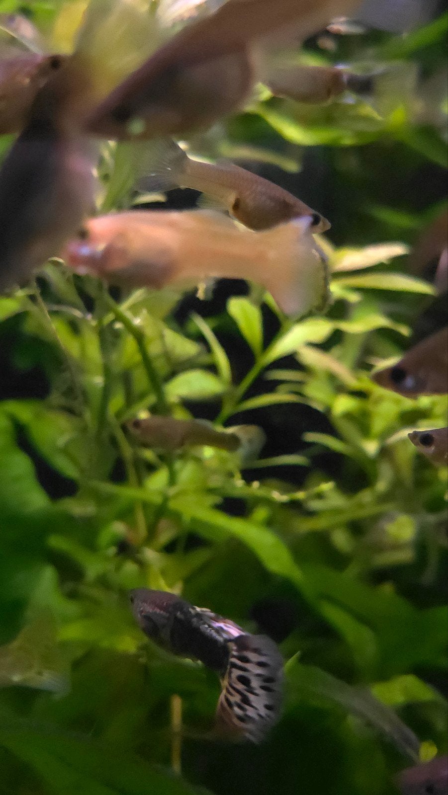 2man+4vrouw volwassen guppies voor 3 euro, Dieren en Toebehoren, Vis, Zoetwatervis, Schoolvis