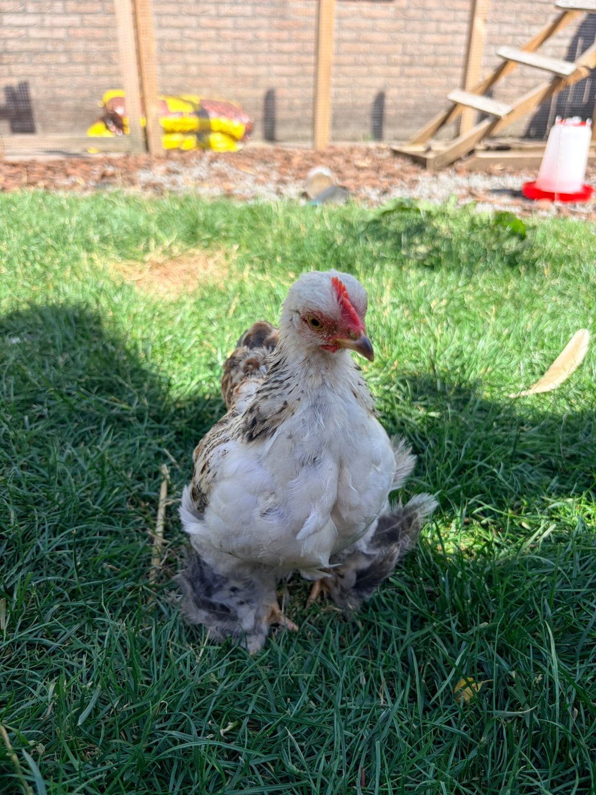 Cochin kriel haantje, Dieren en Toebehoren, Mannelijk, Kip