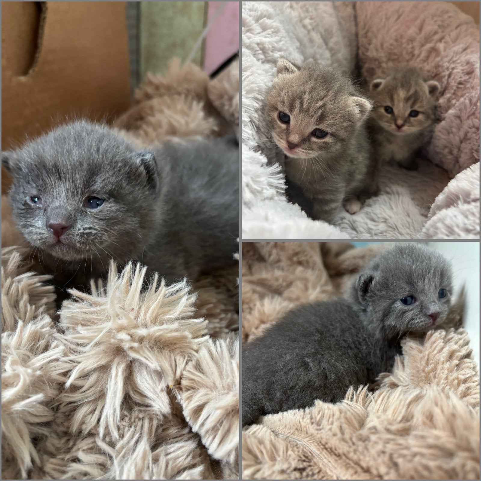 3 prachtige britse korthaar mix, Meerdere dieren, Ontwormd