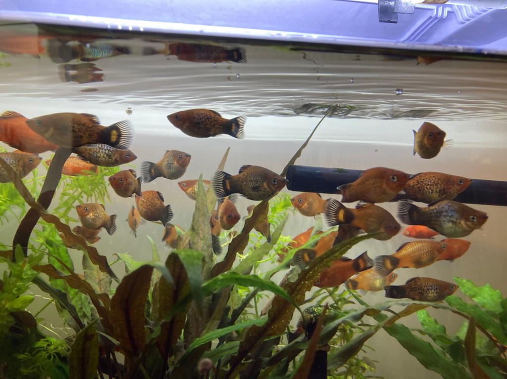 Vissen voor zoetwater, Platy’s., Dieren en Toebehoren, Vissen | Aquariumvissen, Vis