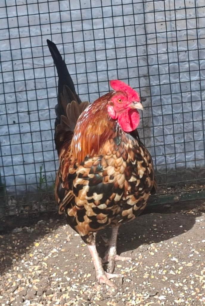 Kippenopvang zoekt mooie plek voor deze prachtige minihaan!, Dieren en Toebehoren, Pluimvee, Mannelijk, Kip