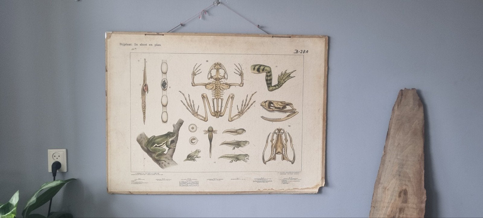Vintage schoolplaat: Kikker in de sloot en plas, Ophalen of Verzenden, Natuur en Biologie