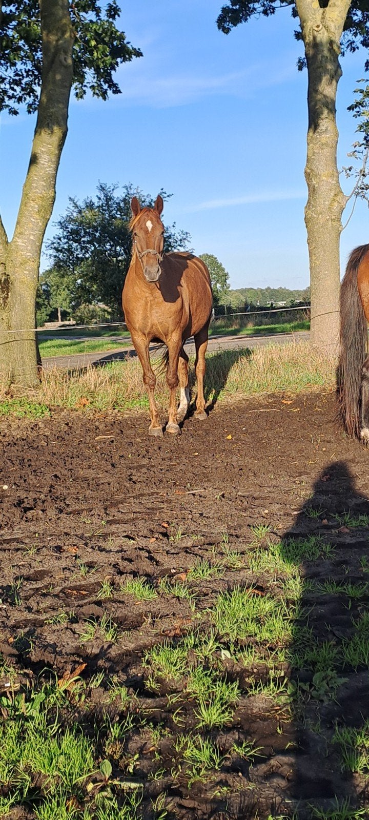 gelderse merrie, Dieren en Toebehoren, Merrie, Met stamboom, Zadelmak, 170 tot 175 cm