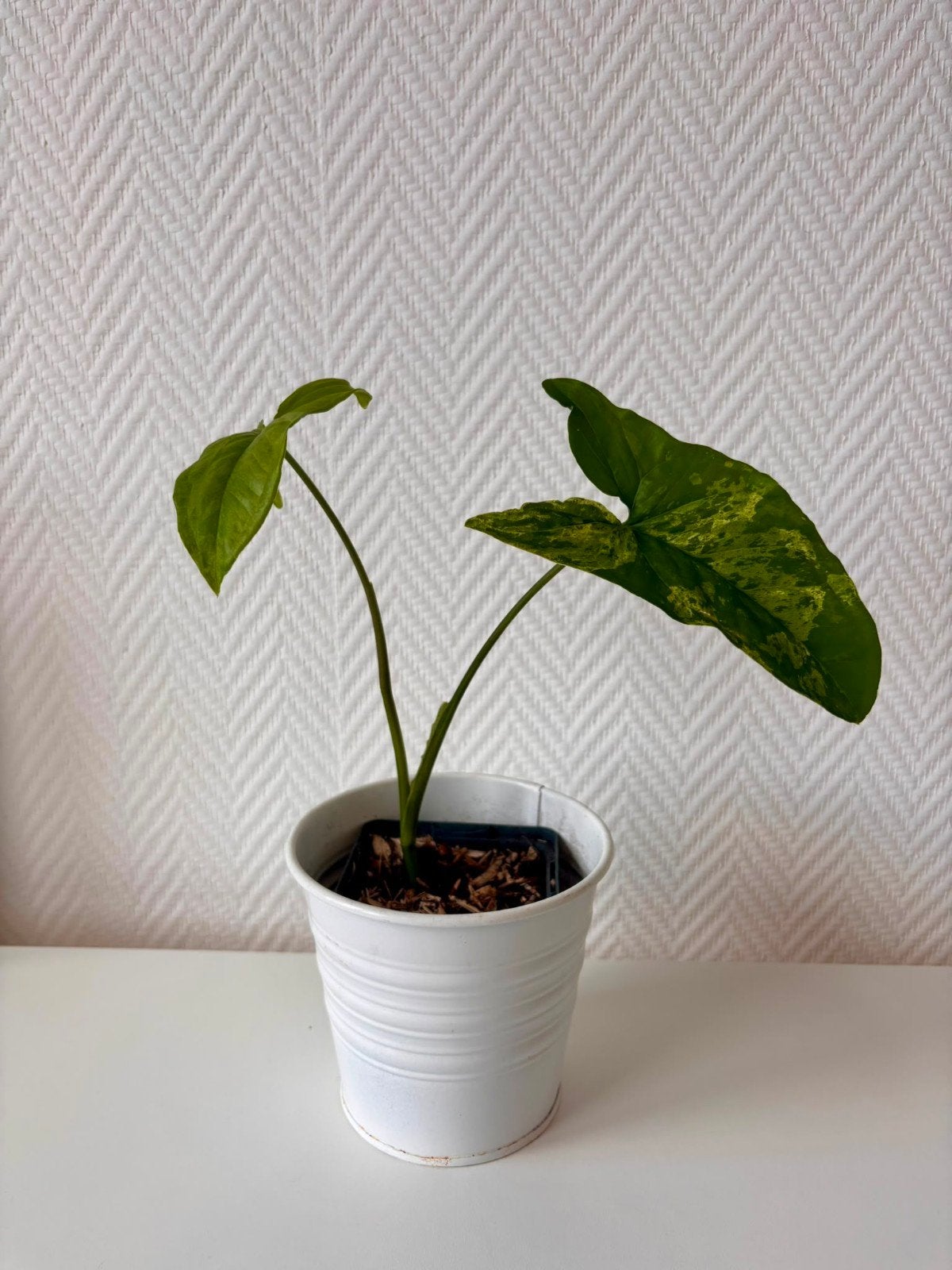 Syngonium mottled mojito, Huis en Inrichting, Kamerplanten, Ophalen, Overige soorten, Halfschaduw, Minder dan 100 cm