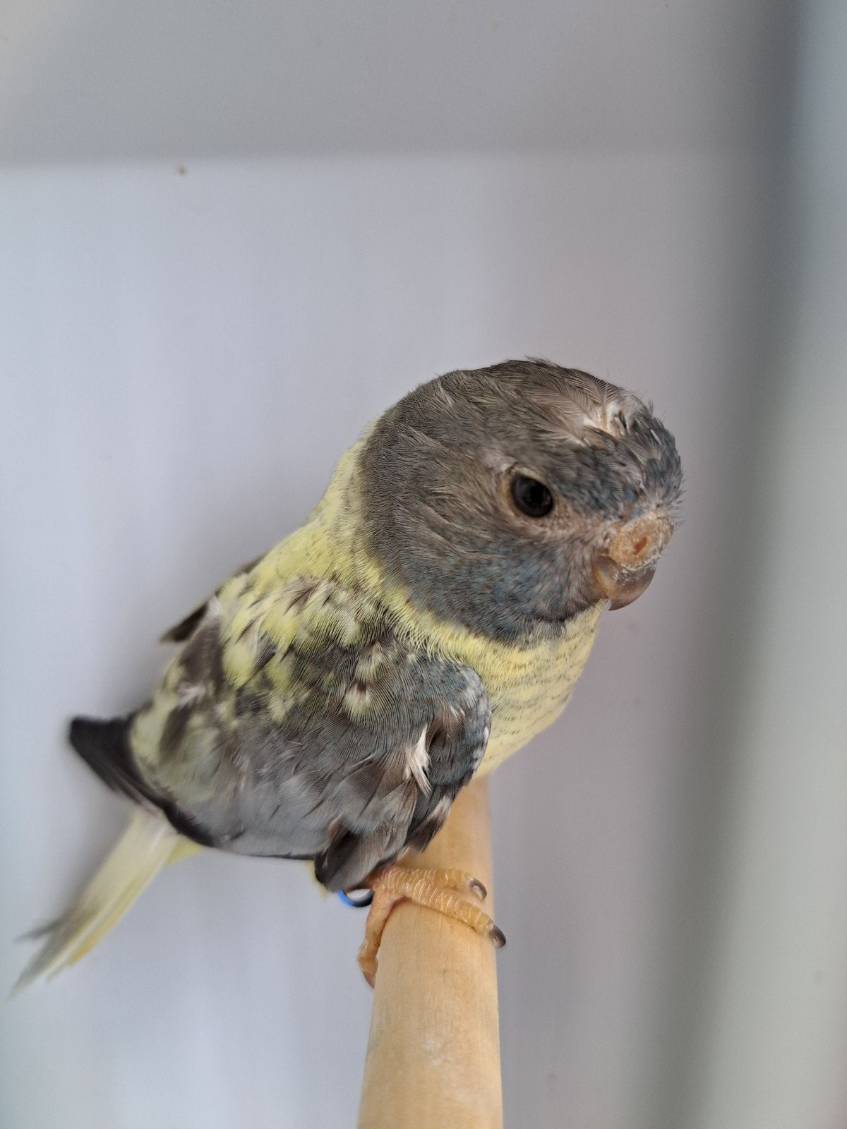 Te koop splendid pop split voor zwarte witborst, Dieren en Toebehoren, Vogels | Parkieten en Papegaaien, Vrouwelijk, Parkiet