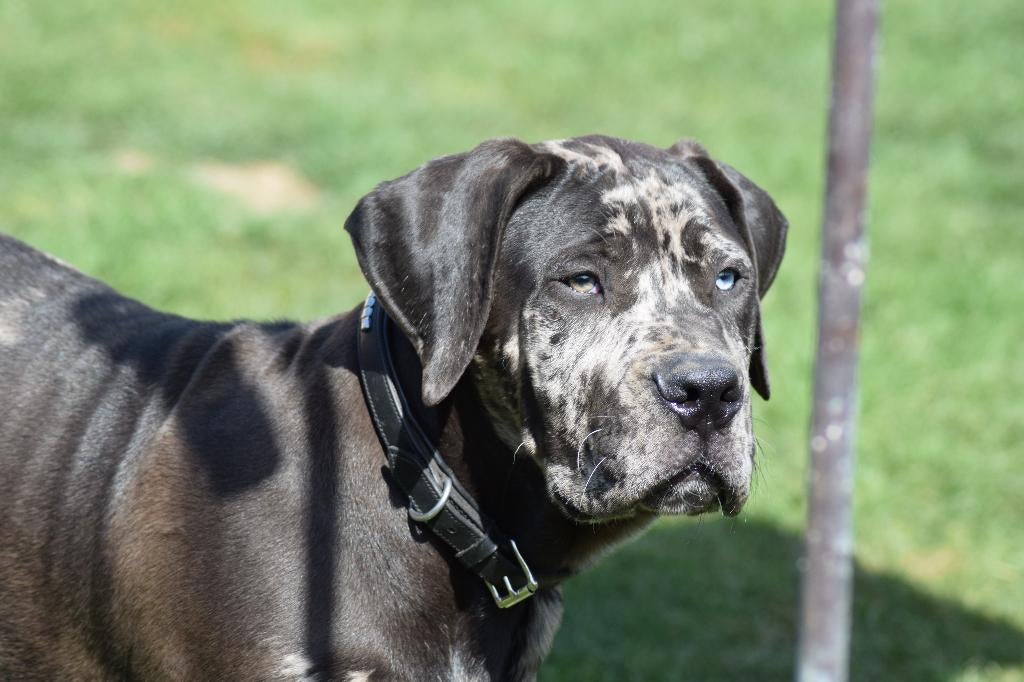 NORTH AMERICAN MASTIFF - NAM, Dieren en Toebehoren, Honden | Bulldogs, Pinschers en Molossers, Fokker | Hobbymatig, Overige rassen