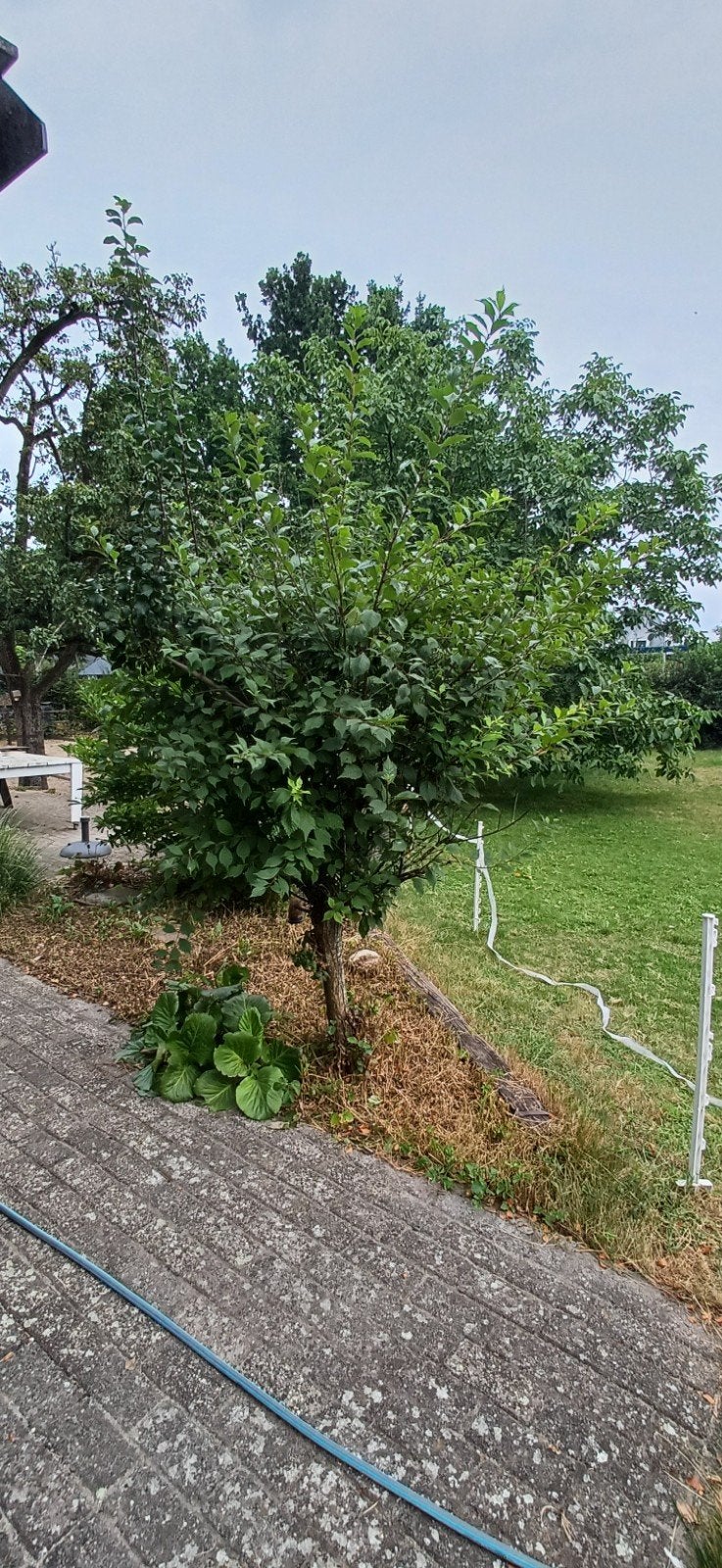 Prunus, Vaste plant, Halfschaduw, Lente, Ophalen