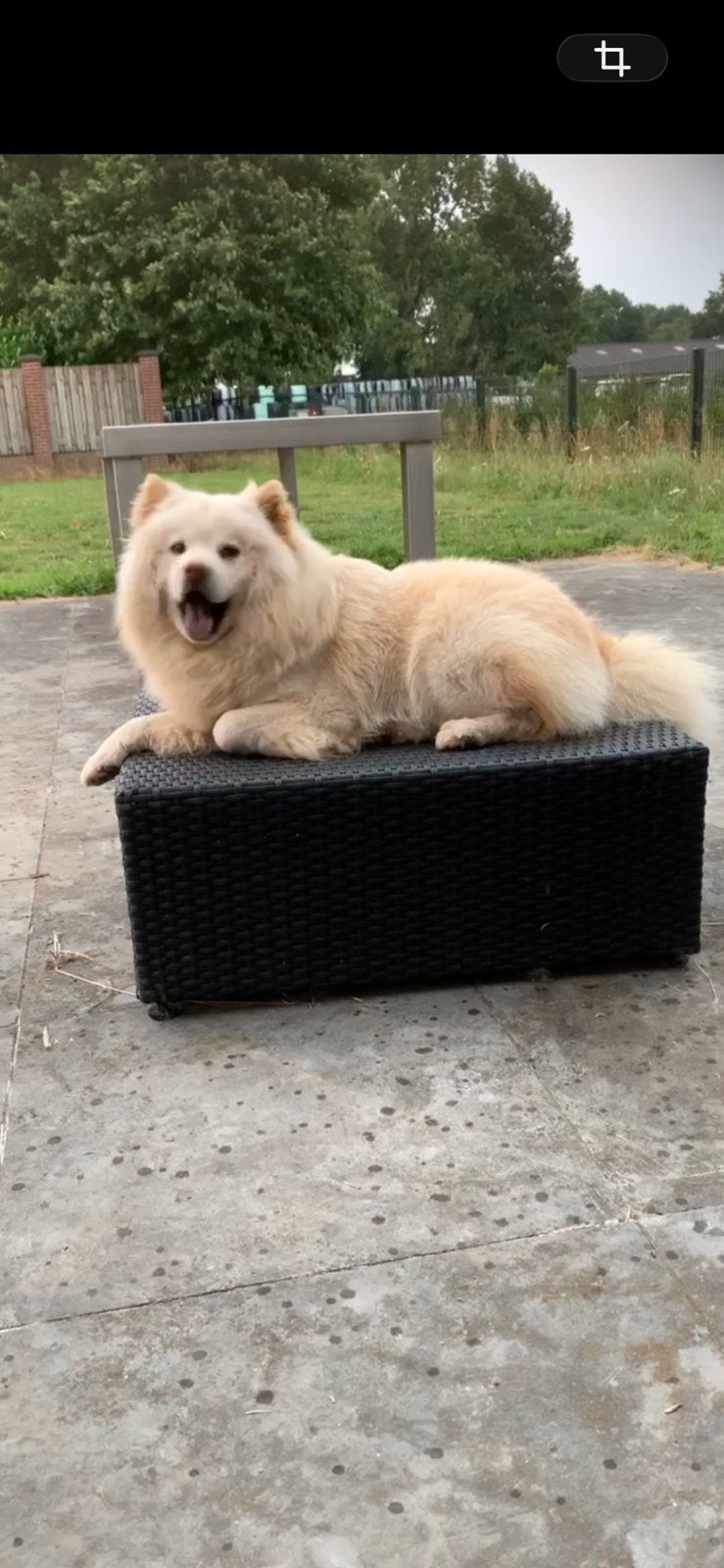 Op zoek naar teefje ,, Overige rassen, 1 tot 2 jaar, Teef, Eén hond
